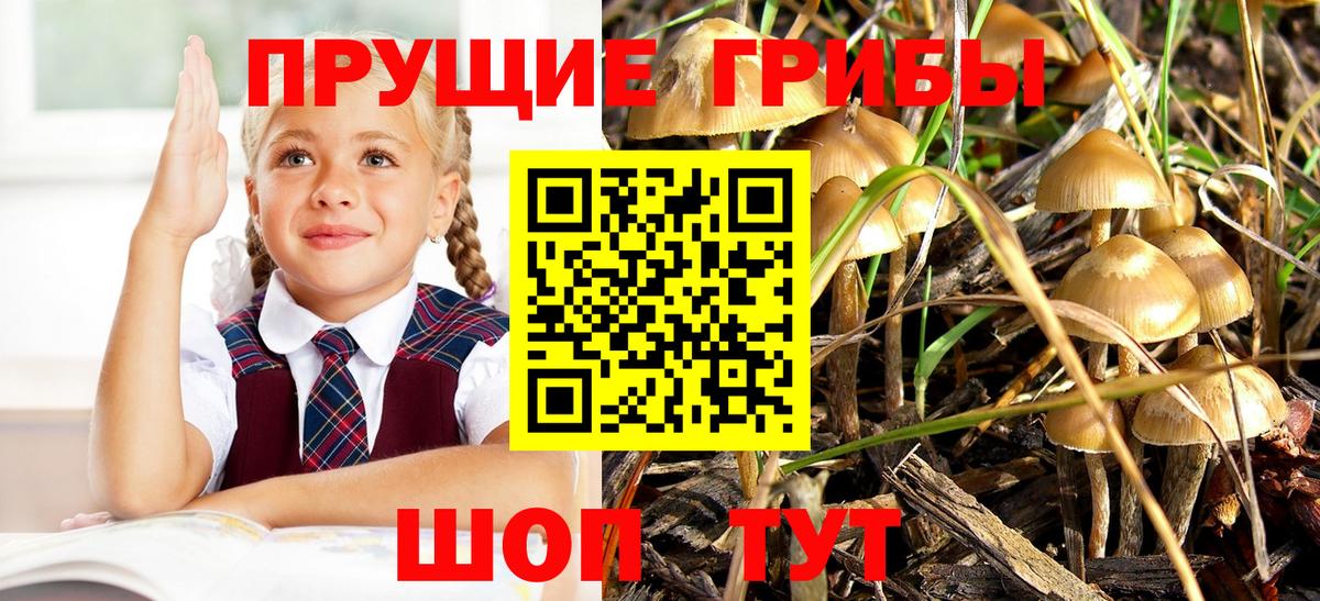 Псилоцибиновые грибы GOLDEN TEACHER Гатчина