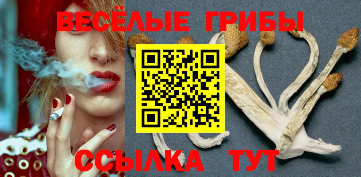 Гатчина  Псилоцибиновые грибы прущие грибы  Псилоцибиновые грибы Psilocybine cubensis  как найти закладки  Вход с VPN 